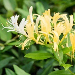 Meet your Posher, Johanna